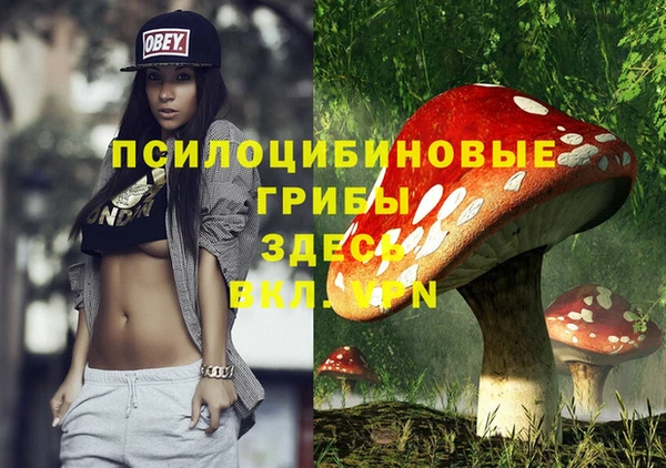 индика Новозыбков